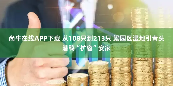 尚牛在线APP下载 从108只到213只 梁园区湿地引青头潜鸭“扩容”安家